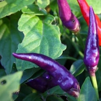 Dark Blue Chili Seeds for Planting - 100 pcs